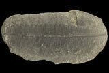 Pecopteris Fern Fossil (Pos/Neg) - Mazon Creek #89924-1